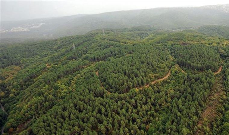 Muğla’da Ormanlık Alanlara Giriş Yasaklandı! – 2025