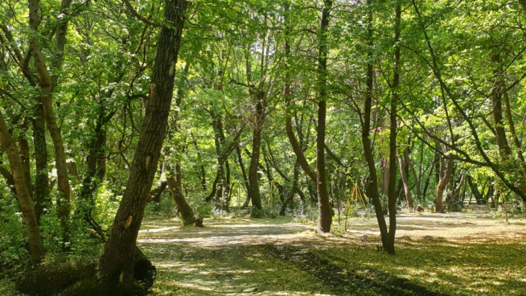 Yalova'da Ormanlara Giriş Yasaklandı! – 2025 1 Yalova'da Ormanlara Giriş Yasaklandı! – 2025